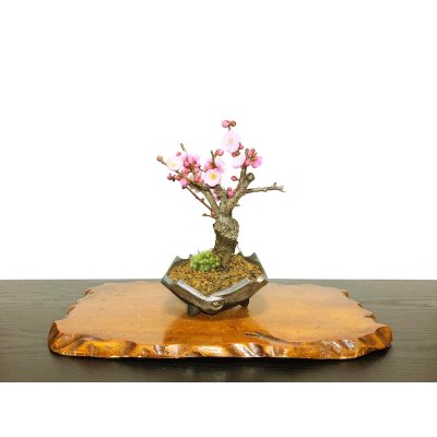 Photo1: Prunus mume / Japanese Apricot, Ume "Yae Seiou" / Small size Bonsai