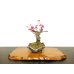 Photo1: Prunus mume / Japanese Apricot, Ume "Yae Seiou" / Small size Bonsai (1)