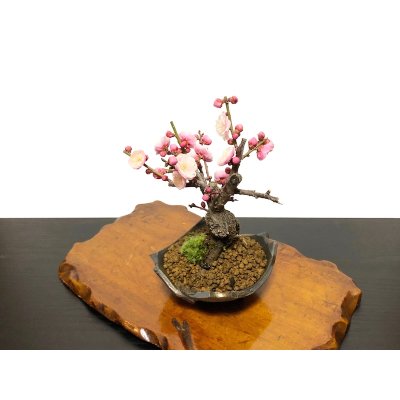 Photo8: Prunus mume / Japanese Apricot, Ume "Yae Seiou" / Small size Bonsai