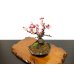 Photo8: Prunus mume / Japanese Apricot, Ume "Yae Seiou" / Small size Bonsai