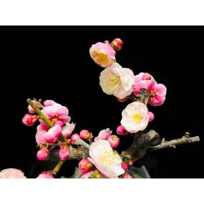 Photo2: Prunus mume / Japanese Apricot, Ume "Yae Seiou" / Small size Bonsai