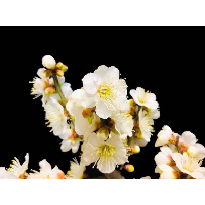 Photo3: Prunus mume / Japanese Apricot, Ume "Osakazuki and Toji" / Middle size Bonsai 