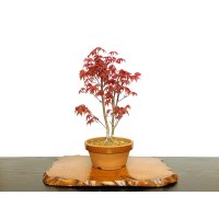 Acer palmatum (Japanese Maple) / Deshojo Momiji / Middle size Bonsai 