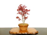 Acer palmatum (Japanese Maple) / Deshojo Momiji / Middle size Bonsai 