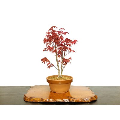 Photo1: Acer palmatum (Japanese Maple) / Deshojo Momiji / Middle size Bonsai 