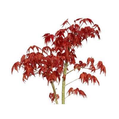 Photo5: Acer palmatum (Japanese Maple) / Deshojo Momiji / Middle size Bonsai 