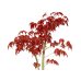 Photo5: Acer palmatum (Japanese Maple) / Deshojo Momiji / Middle size Bonsai 
