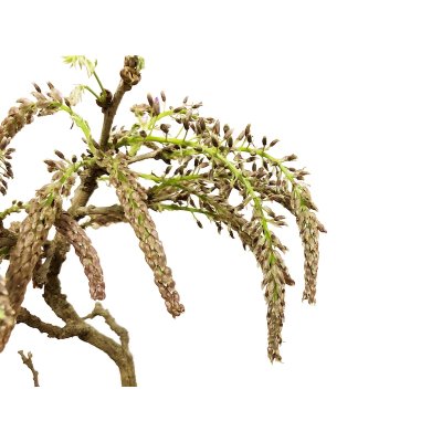 Photo4: Wisteria floribunda (Japanese Wisteria) / Fuji / Middle size Bonsai 