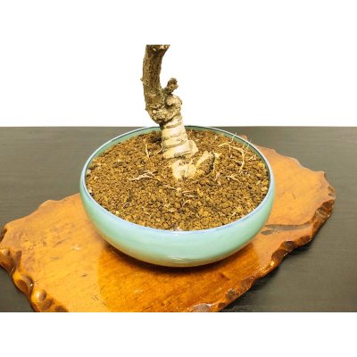 Photo8: Wisteria floribunda (Japanese Wisteria) / Fuji / Middle size Bonsai 