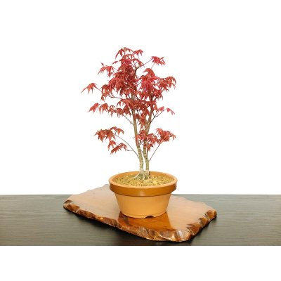 Photo4: Acer palmatum (Japanese Maple) / Deshojo Momiji / Middle size Bonsai 