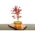 Photo4: Acer palmatum (Japanese Maple) / Deshojo Momiji / Middle size Bonsai 