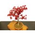 Photo6: Acer palmatum (Japanese Maple) / Deshojo Momiji / Middle size Bonsai 