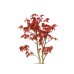 Photo3: Acer palmatum (Japanese Maple) / Deshojo Momiji / Middle size Bonsai 