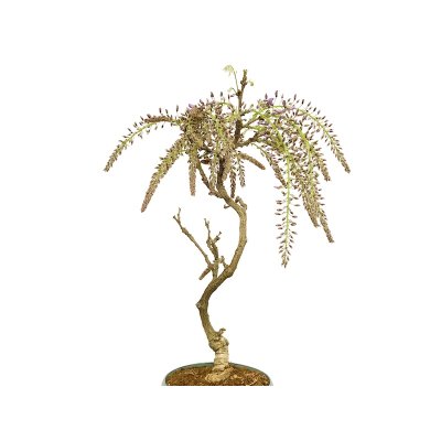 Photo5: Wisteria floribunda (Japanese Wisteria) / Fuji / Middle size Bonsai 