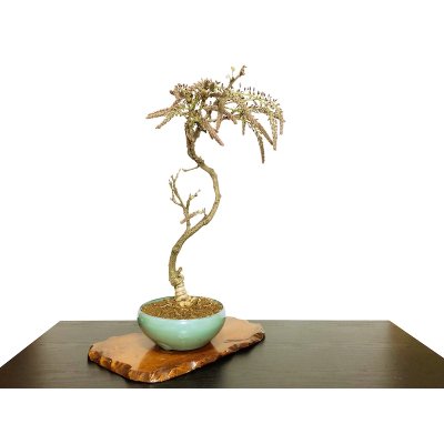 Photo7: Wisteria floribunda (Japanese Wisteria) / Fuji / Middle size Bonsai 