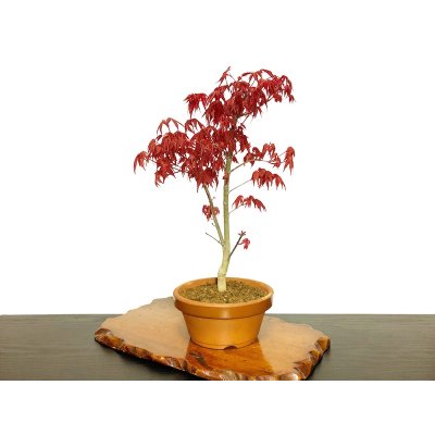 Photo4: Acer palmatum (Japanese Maple) / Deshojo Momiji / Middle size Bonsai 
