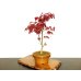 Photo4: Acer palmatum (Japanese Maple) / Deshojo Momiji / Middle size Bonsai 