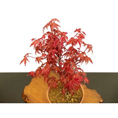 Photo2: Acer palmatum (Japanese Maple) / Deshojo Momiji / Middle size Bonsai 