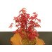 Photo2: Acer palmatum (Japanese Maple) / Deshojo Momiji / Middle size Bonsai  (2)