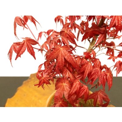 Photo7: Acer palmatum (Japanese Maple) / Deshojo Momiji / Middle size Bonsai 