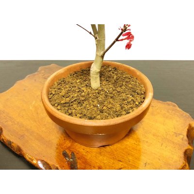 Photo8: Acer palmatum (Japanese Maple) / Deshojo Momiji / Middle size Bonsai 