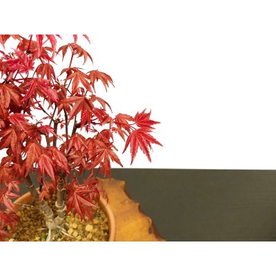 Photo5: Acer palmatum (Japanese Maple) / Deshojo Momiji / Middle size Bonsai 