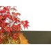 Photo5: Acer palmatum (Japanese Maple) / Deshojo Momiji / Middle size Bonsai 