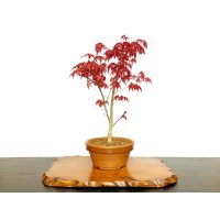 Acer palmatum (Japanese Maple) / Deshojo Momiji / Middle size Bonsai 