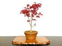 Acer palmatum (Japanese Maple) / Deshojo Momiji / Middle size Bonsai 