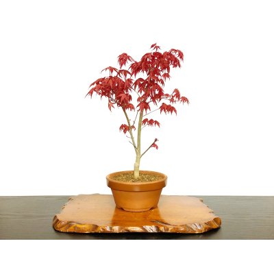 Photo1: Acer palmatum (Japanese Maple) / Deshojo Momiji / Middle size Bonsai 