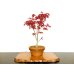 Photo1: Acer palmatum (Japanese Maple) / Deshojo Momiji / Middle size Bonsai  (1)
