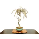 Wisteria floribunda (Japanese Wisteria) / Fuji / Middle size Bonsai 