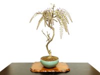 Wisteria floribunda (Japanese Wisteria) / Fuji / Middle size Bonsai 