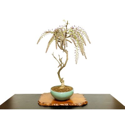 Photo1: Wisteria floribunda (Japanese Wisteria) / Fuji / Middle size Bonsai 