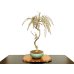 Photo1: Wisteria floribunda (Japanese Wisteria) / Fuji / Middle size Bonsai  (1)