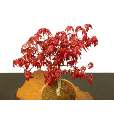 Photo2: Acer palmatum (Japanese Maple) / Deshojo Momiji / Middle size Bonsai 