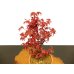 Photo6: Acer palmatum (Japanese Maple) / Deshojo Momiji / Middle size Bonsai 