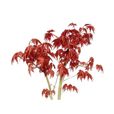 Photo3: Acer palmatum (Japanese Maple) / Deshojo Momiji / Middle size Bonsai 