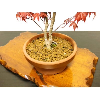 Photo8: Acer palmatum (Japanese Maple) / Deshojo Momiji / Middle size Bonsai 