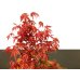Photo7: Acer palmatum (Japanese Maple) / Deshojo Momiji / Middle size Bonsai 