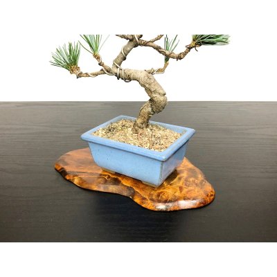 Photo7: Pinus parviflora / White Pine, Goyomatsu / Small size Bonsai