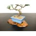 Photo7: Pinus parviflora / White Pine, Goyomatsu / Small size Bonsai