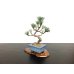 Photo4: Pinus parviflora / White Pine, Goyomatsu / Small size Bonsai