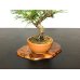 Photo6: Pinus thunbergii / Black Pine, Kuromatsu / Small size Bonsai 