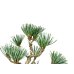 Photo5: Pinus parviflora / White Pine, Goyomatsu / Small size Bonsai (5)