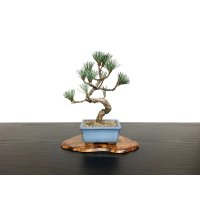 Pinus parviflora / White Pine, Goyomatsu / Small size Bonsai