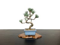 Pinus parviflora / White Pine, Goyomatsu / Small size Bonsai