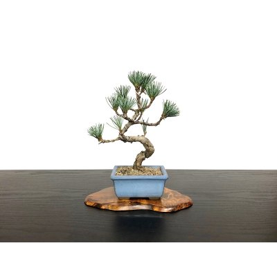 Photo1: Pinus parviflora / White Pine, Goyomatsu / Small size Bonsai