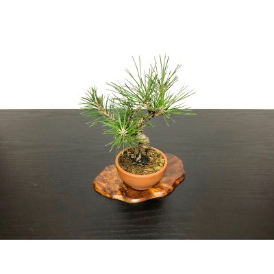 Photo5: Pinus thunbergii / Black Pine, Kuromatsu / Small size Bonsai 