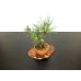 Photo5: Pinus thunbergii / Black Pine, Kuromatsu / Small size Bonsai 